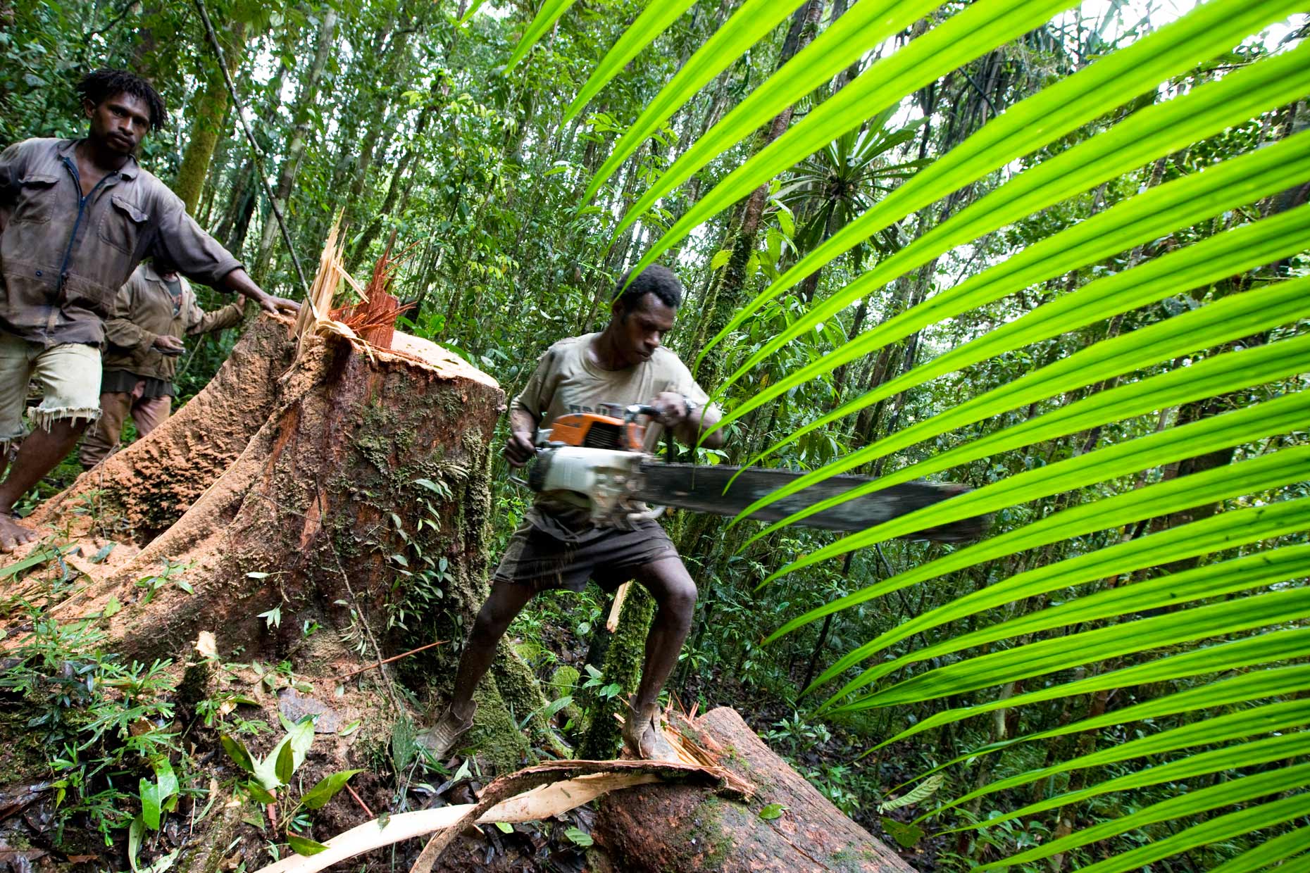 illegal logging in PNG, by Scotland Greenpeace photographer