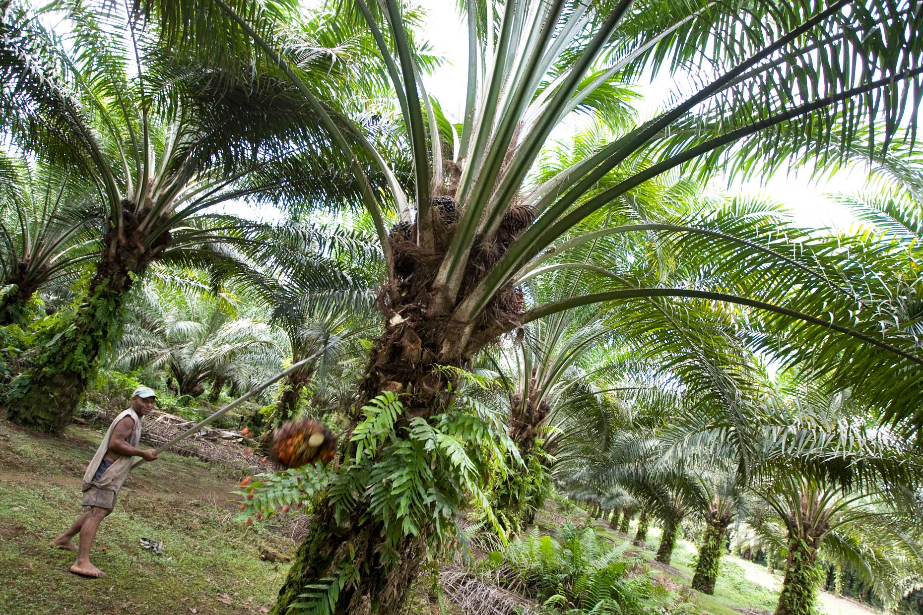 palm oil plantation in PNG, by Scotland Greenpeace photographer