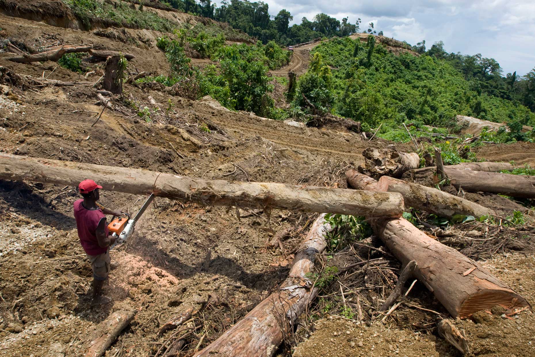 palm oil industry destruction, by Scotland Greenpeace photographer