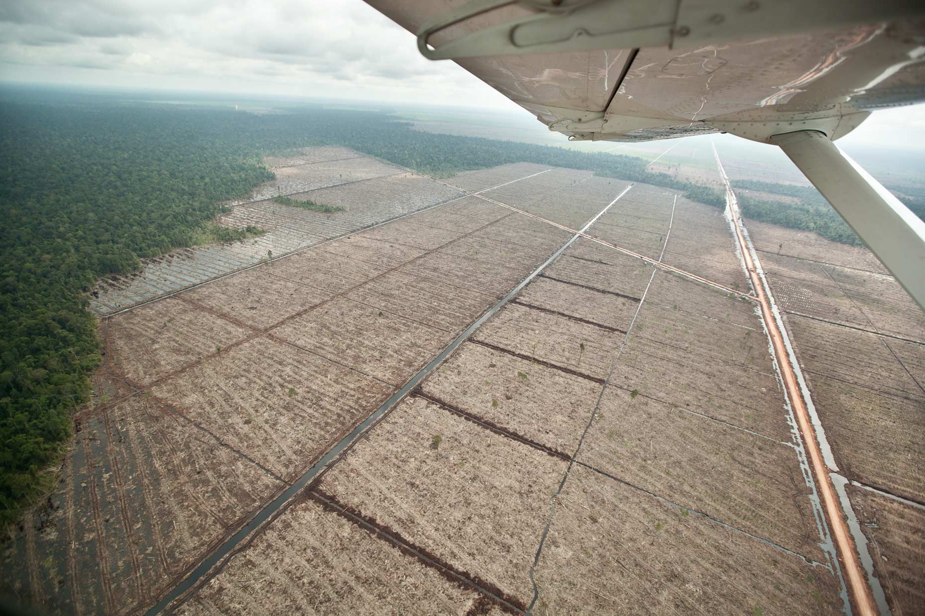 Virgin rainforest and clear cut logging, Indonesia, by Scotland Greenpeace photographer 